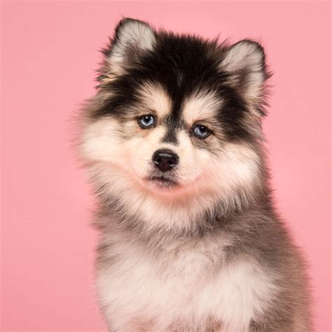 pomsky for sale under $500 in texas|pomskie breeders in texas.